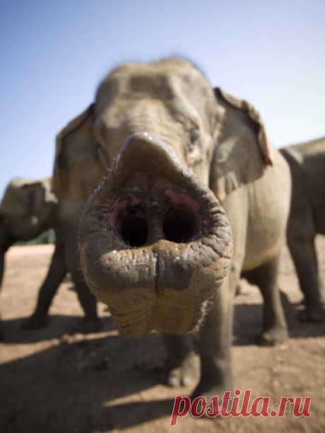 Слон с необычного ракурса