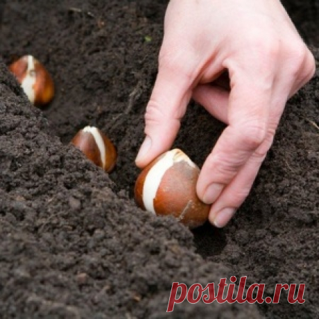 Интересный способ посадки луковичных культур