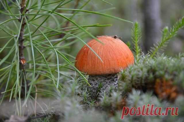 getImage (640×424)