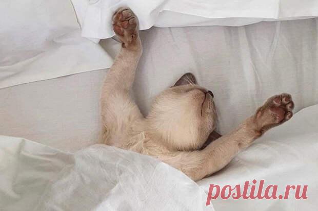 Правда ли полезнее спать без подушки
Мы постоянно находимся в поисках идеальной формулы сна: сколько спать, в каком положении, на каком матрасе и на какой подушке. О необходимости последней существует много споров: многие люди считают, то сон без подушки помогает лучше выспаться и улучшает здоровье позвоночника. Но правда ли полезнее спать без подушки? Если коротко, то нет. Сон без подушки...
Читай пост далее на сайте. Жми ⏫ссылку выше