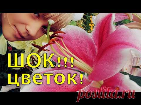 Хотите КРУПНЫЕ цветы у ЛИЛИЙ? - делайте ТАК. Подкормка лилий перед цветением
