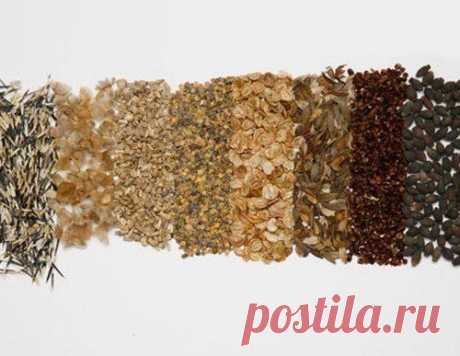 КАК РАССЧИТАТЬ ПОТРЕБНОСТЬ В СЕМЕНАХ