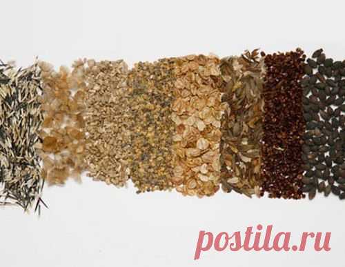 КАК РАССЧИТАТЬ ПОТРЕБНОСТЬ В СЕМЕНАХ