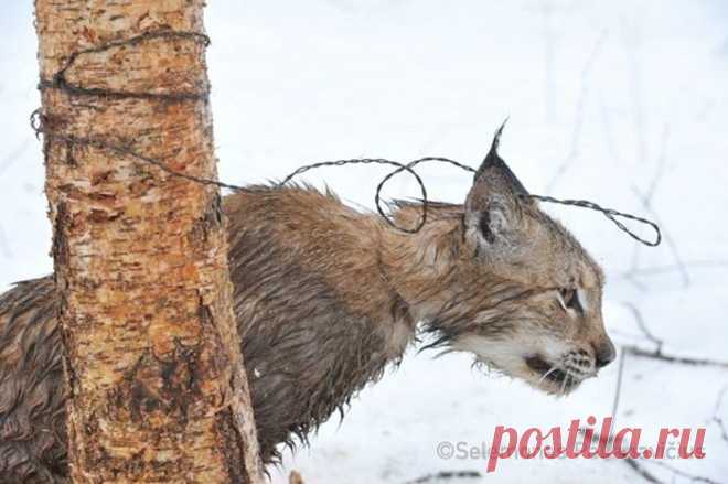 Добровольцы пошли в лес, чтобы спасти дикую рысь, попавшую в петлю