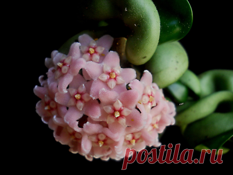 hoya compacta. Expl.05-06-2015 Casi una esfera completa de terciopelo marfil y rubíes!!!!!!! La belleza atrae y es casi imposible mantener alejados a los insectos . Los pulgones y la cochinilla algondonosa, son sus principales  y odiosos huéspedes, sus hojas acaracoladas son la vivienda de todos estos indeseables inquilinos. Más info  en la foto anterior. www.flickr.com/photos/itza/16586773187/in/dateposted-friend/