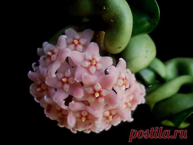 hoya compacta. Expl.05-06-2015 Casi una esfera completa de terciopelo marfil y rubíes!!!!!!! La belleza atrae y es casi imposible mantener alejados a los insectos . Los pulgones y la cochinilla algondonosa, son sus principales  y odiosos huéspedes, sus hojas acaracoladas son la vivienda de todos estos indeseables inquilinos. Más info  en la foto anterior. www.flickr.com/photos/itza/16586773187/in/dateposted-friend/