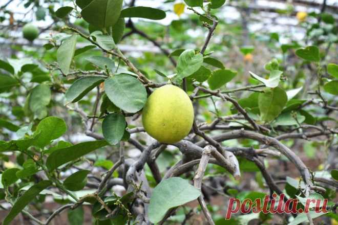 Уфа. Часть 13. Лимонарий: michailov_na — ЖЖ