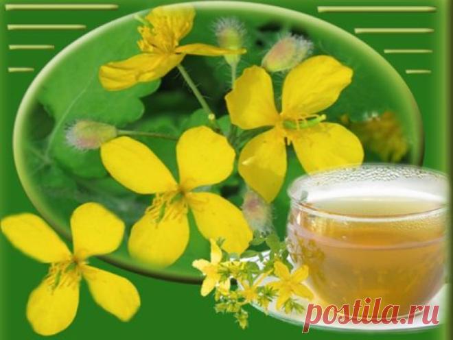 Настойка Чистотела На Водке – Средство От Ста Болезней