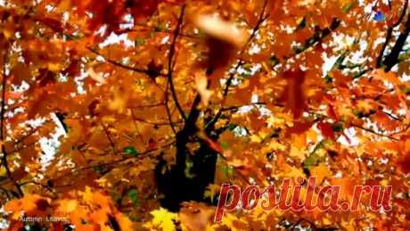 ✿ ♡ ✿ André Rieu - Autumn Leaves