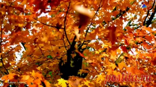 ✿ ♡ ✿ André Rieu - Autumn Leaves