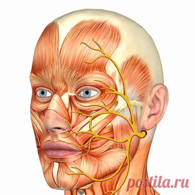 Невралгия тройничного нерва — худшая боль в мире: 5 ключевых моментов - ПолонСил.ру - социальная сеть здоровья - 25 ноября - 43081149779 - Медиаплатформа МирТесен Боли бывают разного типа, и каждый из них, без сомнения, уникален по своим характеристикам и интенсивности. Однако невралгию тройничного нерва часто называют «худшей болью в мире». Это очень сильная боль в лицевой части, похожая на удар электрического тока, которая, как правило, поражает только - 25 ноября - 4308...