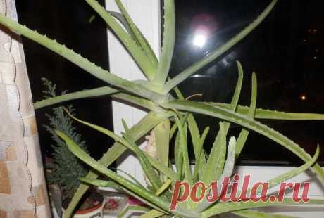 Применение алое в народной медицине