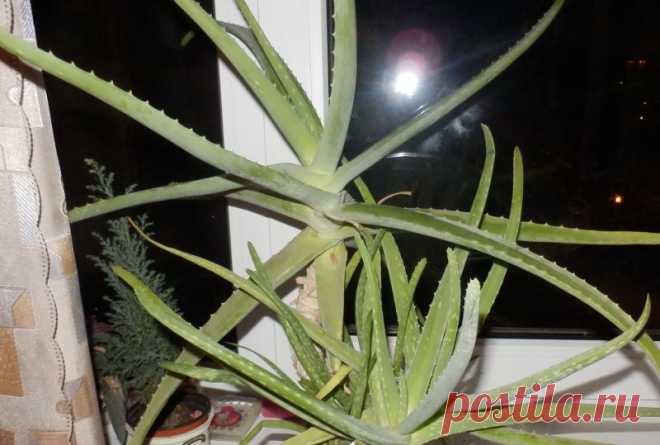 Применение алое в народной медицине