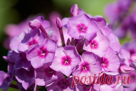 Время осенней посадки многолетников — 6 соток