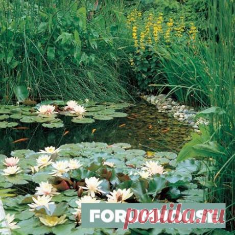 Как сделать пруд любой сложности своими руками: для души, купания и рыбоводства - Темы недели - Журнал - FORUMHOUSE