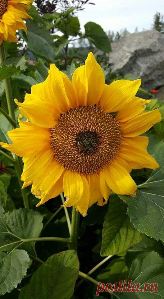 Пин на доске яПОДСОЛНУХ