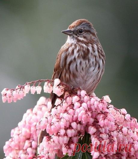 belles images animaux - Page 7