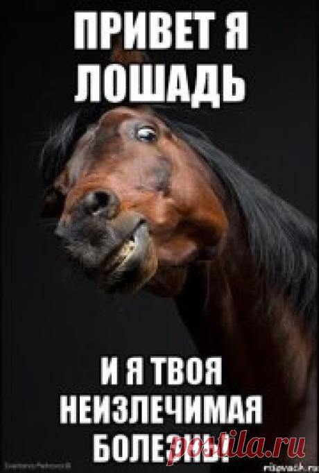 лошади