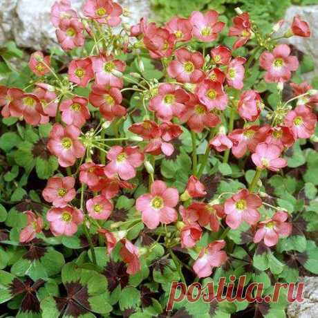 Buy your Oxalis Iron Cross cheap online at Bulbsdirect - Free delivery