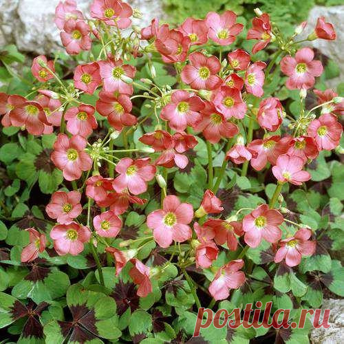 Buy your Oxalis Iron Cross cheap online at Bulbsdirect - Free delivery