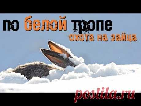 Охота на зайца. Интересная первая охота по белой тропе