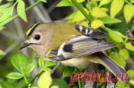 #птицы #корольки #воробьиные #птички #природа