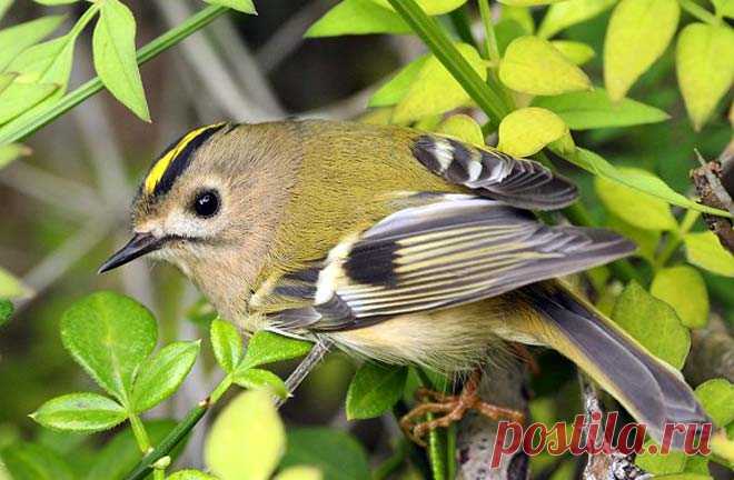 #птицы #корольки #воробьиные #птички #природа