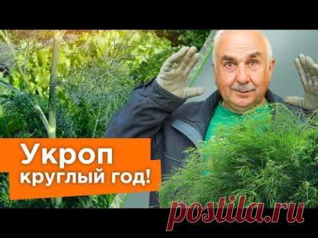УКРОП ВЗОЙДЕТ ЩЕТКОЙ! Посейте так укроп, и быстрые всходы гарантированы!