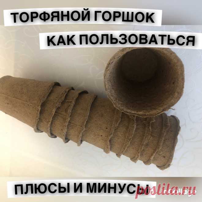 Торфяной горшок для рассады как пользоваться