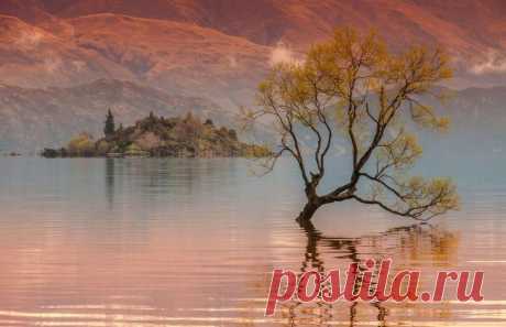 Одинокое дерево среди водной глади… Озеро Уанака от разных фотографов — Фотоискусство