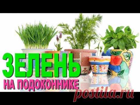 Выращивание зелени на подоконнике. Домашний розмарин. - YouTube