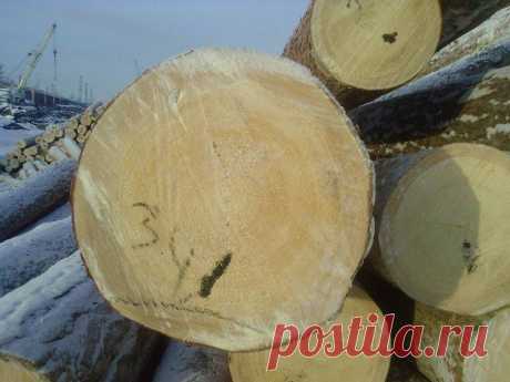 Продаем лес кругояк сосна 
г.Ревда 
от 18-60см.
обьем; 4000 куб
Возможна доставка своим лесовозом.34 куб
погрузка на ваш.
Цена; 2750 руб.куб.
наличный расчет,предоплата .
выборка 22.24.26.30.
https://special-service.info/
frizen196910@mail.ru
89045471839