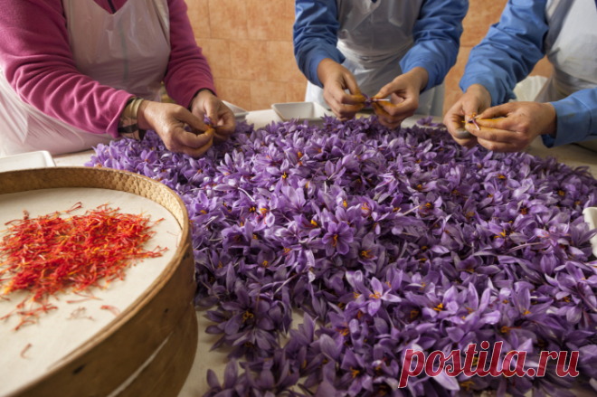 Как вырастить шафран прямо у себя на грядке или даже на подоконнике