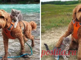 Котёнок нашел свою собаку и пошел за ней… Дружба с первого взгляда! Кто-то полагает, что кошка с собакой — это вечные распри и «не минуты покоя…», как поется в песне. Однако жизнь нам часто дает сотни поводов, чтобы мы могли убедиться в обратном. Тому подтверждение — наша сегодняшняя очаровательная история про котенка, нашедшего свою собаку. Знакомьтесь, это неразлу