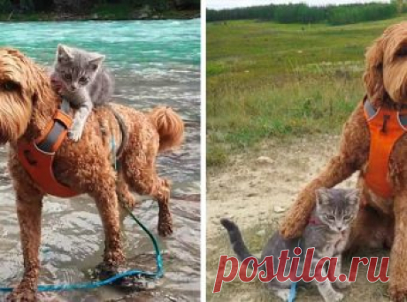 Котёнок нашел свою собаку и пошел за ней… Дружба с первого взгляда! Кто-то полагает, что кошка с собакой — это вечные распри и «не минуты покоя…», как поется в песне. Однако жизнь нам часто дает сотни поводов, чтобы мы могли убедиться в обратном. Тому подтверждение — наша сегодняшняя очаровательная история про котенка, нашедшего свою собаку. Знакомьтесь, это неразлу