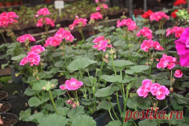 ​Обрезка пеларгонии: основные правила для пышного цветения