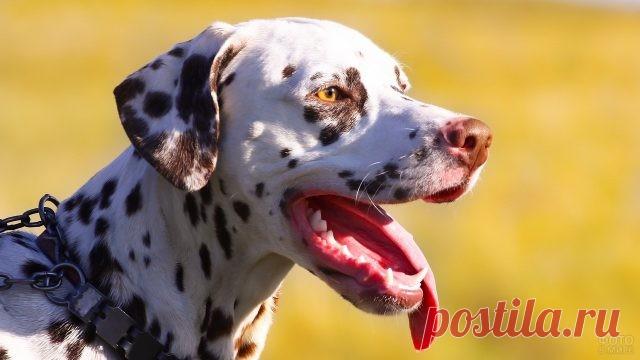 Дог (31 фото)