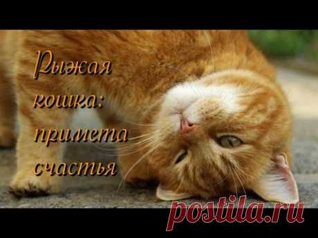 Рыжая кошка примета счастья