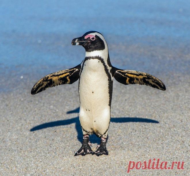 Разные виды пингвинов нашей планеты!