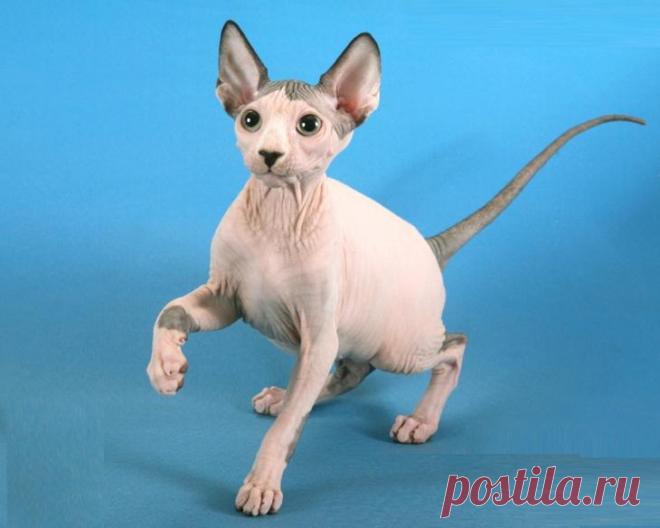 25 фото, доказывающих, что Сфинксы — это совсем не «Фууу!», а очаровательные милые котики