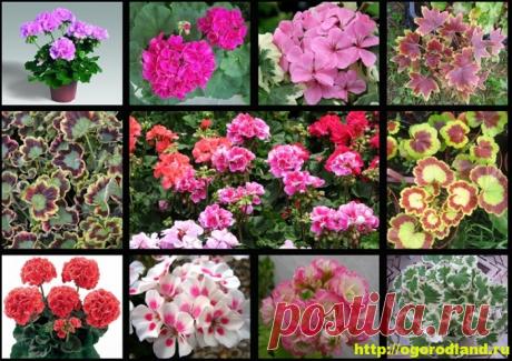 (+1) Разновидности герани (пеларгонии) – сорта и виды