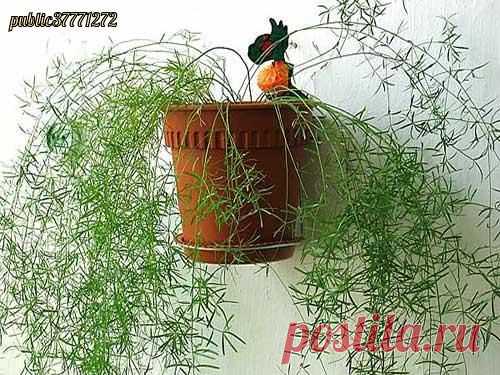 ЦВЕТОК АСПАРАГУС И ЕГО СВОЙСТВА | Семья и дом