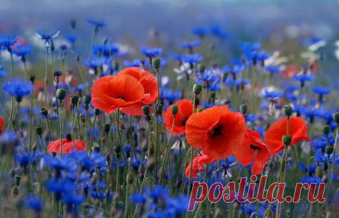 Ах, поле, русское поле! МАКИ В ВАСИЛЬКАХ!