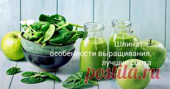 Шпинат — особенности выращивания, лучшие сорта Среди овощной зелени шпинат занимает одно из первых мест по своим полезным и питательным свойствам. Долгое время считалось, что в этом травянистом растении родом из Азии содержится большое количество железа − целых 35 мг в 100 г продукта.