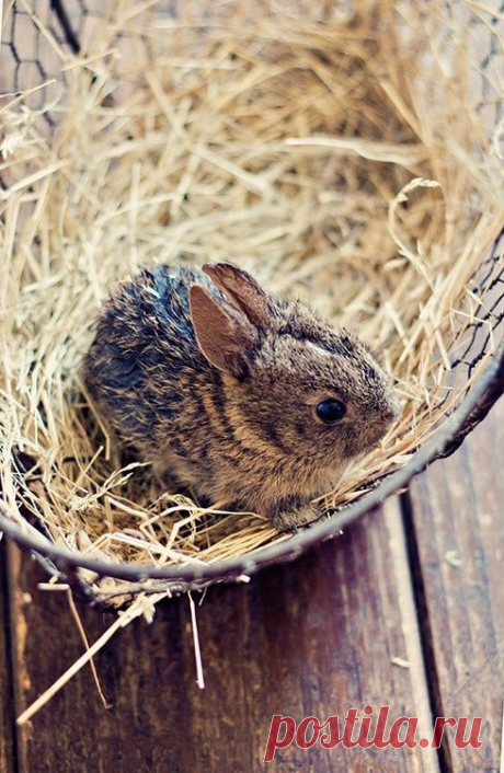 little bunny | BUNNIES