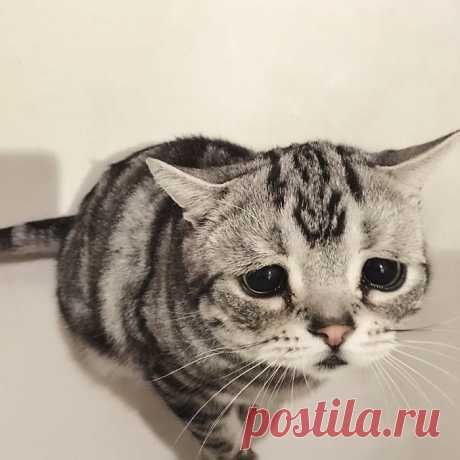 Луху — самая грустная кошка, чей несчастный вид разобьёт вам сердце