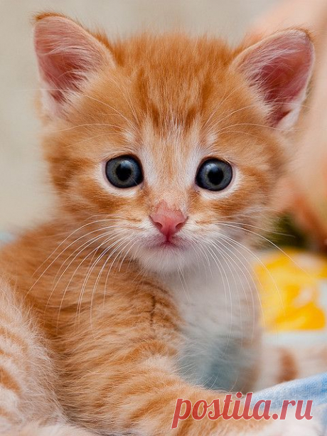 Кот