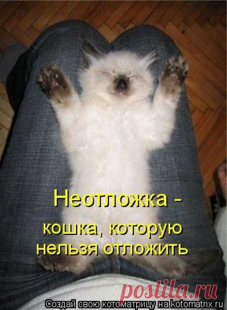 котоматрица лучшее за все время картинки: 15 тыс изображений найдено в Яндекс.Картинках