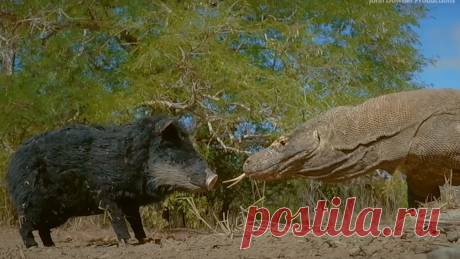 Два гигантских варана растерзали робота-свинью: зубодробительное видео От просмотра лучше воздержаться во время еды.