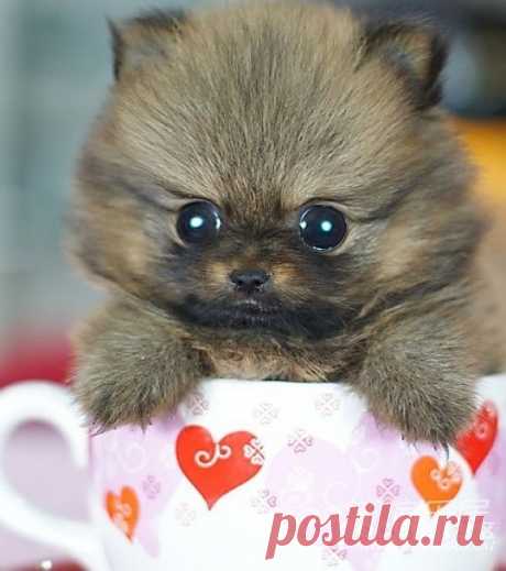 Cats!cats | Cutest Paw